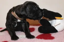 Chiot de race Cane Corso femelle, Montréal