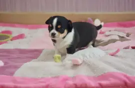 Chiot de race Chihuahua femelle, Montréal