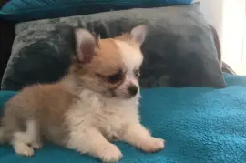 Chiot de race Chihuahua male, Montréal