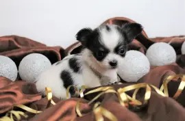 Chiot de race Chihuahua mâle, Montréal