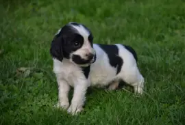 Chiot de race Cocker Spaniel Anglais femelle, Montréal 