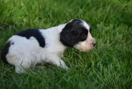 Chiot de race Cocker Spaniel Anglais mâle, Montréal