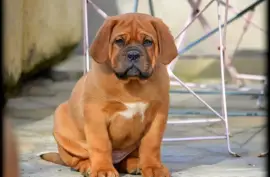 Chiot de Race Dogue de Bordeaux femelle, Montréal