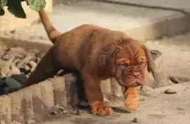Chiot de race Dogue de Bordeaux mâle, Montréal 