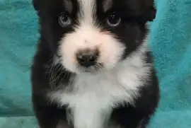 Chiot de race Mini Berger Américain mâle, Montréal