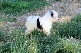 Chiot de race Petit chien lion femelle, Montréal 