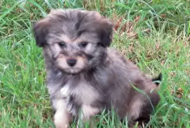 Chiot de race Petit chien lion mâle, Montréal 