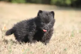 Chiot de race Schipperke mâle, Montréal 