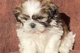 Chiot de race Shih Tzu mâle, Montréal 