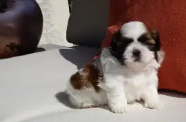 Chiot de Race Shih Tzu mâle, Montréal