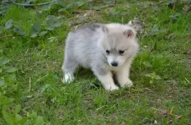 Chiot de race Sibérien Husky femelle, Montréal