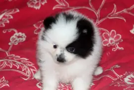 Chiot de race Spitz allemand mâle, Montréal