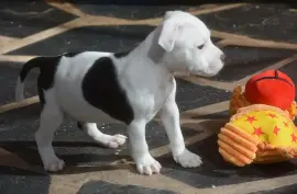 Chiot de race Staffordshire Bull Terrier mâle, Montréal 