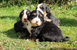 Chiots Bouvier Bernois , LONGUEIL