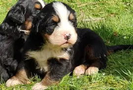 Chiots Bouvier Bernois , LONGUEIL