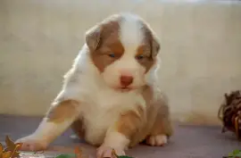 Chiot Berger Australien, J0T 1V0