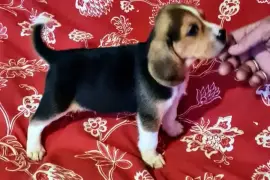 Magnifiques chiots Beagle, Sainte-Sophie