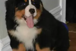 Magnifiques chiots bouvier bernois , Drummondville