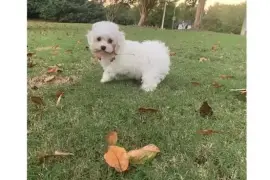 Magnifiques chiots bichon frisé, Gatineau