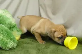 Très Jolie Chiot Carlin Femelle, La Tuque