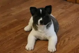 Bel Chiot Akita Inu mâle