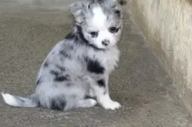 chiots Chihuahua à Poil long inscrit au LOF, Sherbrooke