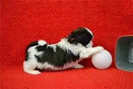  Chiot Shih Tzu femelle non lof