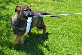 Joli Berger allemand mâle, Sainte-Adèle