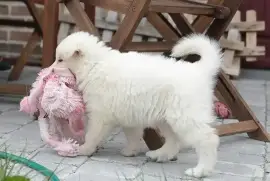 Chiot type Berger blanc suisse femelle, Saint-Hyacinthe