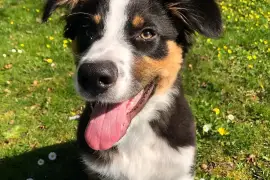 Gentil Berger Australien Femelle Non Lof  , Quebec