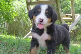 Belle chiot bouvier, Québec