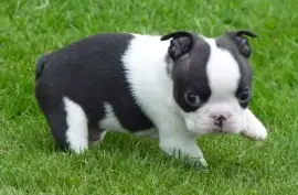 Belle chiot Boston Terrier femelle, Montreal