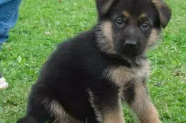 Chiot Berger Allemand FEMELLE Non LOF, Québec