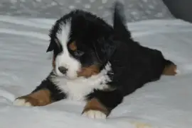 chiot de type Bouvier Bernois FEMELLE, Quebec