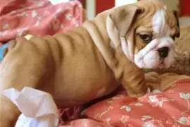 Jolie chiot Bouledogue anglais , Québec