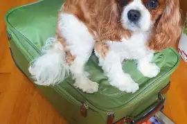 Superbe Chiot Cavalier King Charles Femelle, Port Orchard