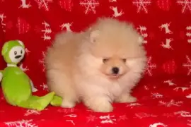 Superbe Chiot Spitz allemand Femelle, Québec