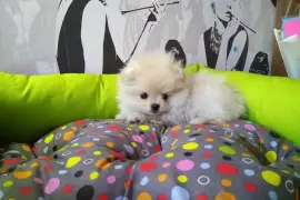 Adorable chiot spitz nain Poméranien Femelle, Montreal