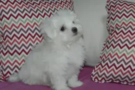 Magnifique chiot Bichon maltais femelle, Montreal