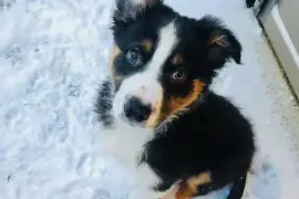 Gentil Berger Australien Femelle Non Lof, Montréal