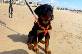 Belle chiot rottweiler femelle trois mois, Quebec