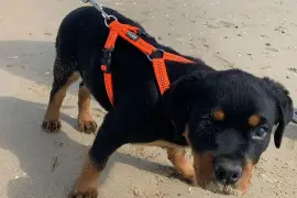 Belle chiot rottweiler femelle trois mois, Montréal