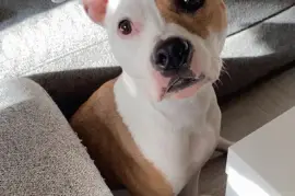 Chiot american staffordshire Terrier femelle, Montréal