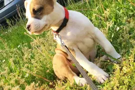 Chiot american staffordshire Terrier femelle, Cotonou