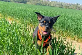 Belle chiot rottweiler femelle trois mois, Cotonou