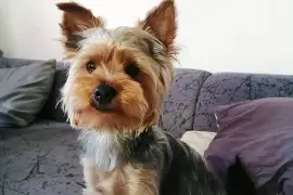 CHIOT MIMI FEMELLE YORKSHIRE, Cotonou