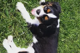 Jolie femelle Cavalier King Charles, Cotonou