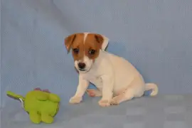 Sublime Chiot Jack Russell