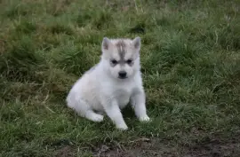 Merveille de type Husky Sibérien Femelle
