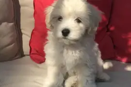 Recherchons une familles pour notre Bichon Maltais